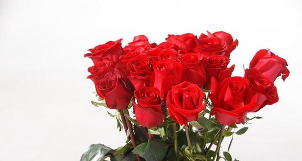 玫瑰花一年开几次？花期通常在什么时候？