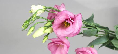 洋桔梗花的花语是什么？如何用洋桔梗花表达情感？