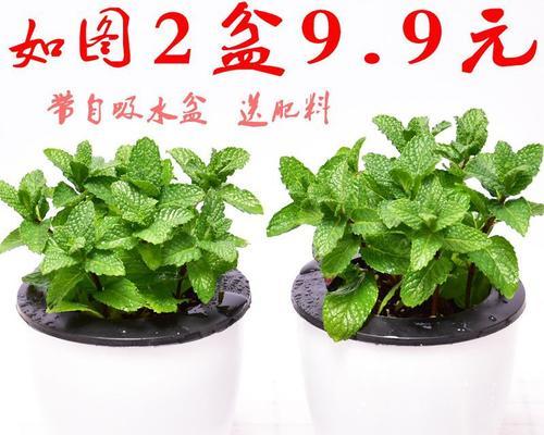 玫瑰花用什么水养最好？养分和水质如何选择？