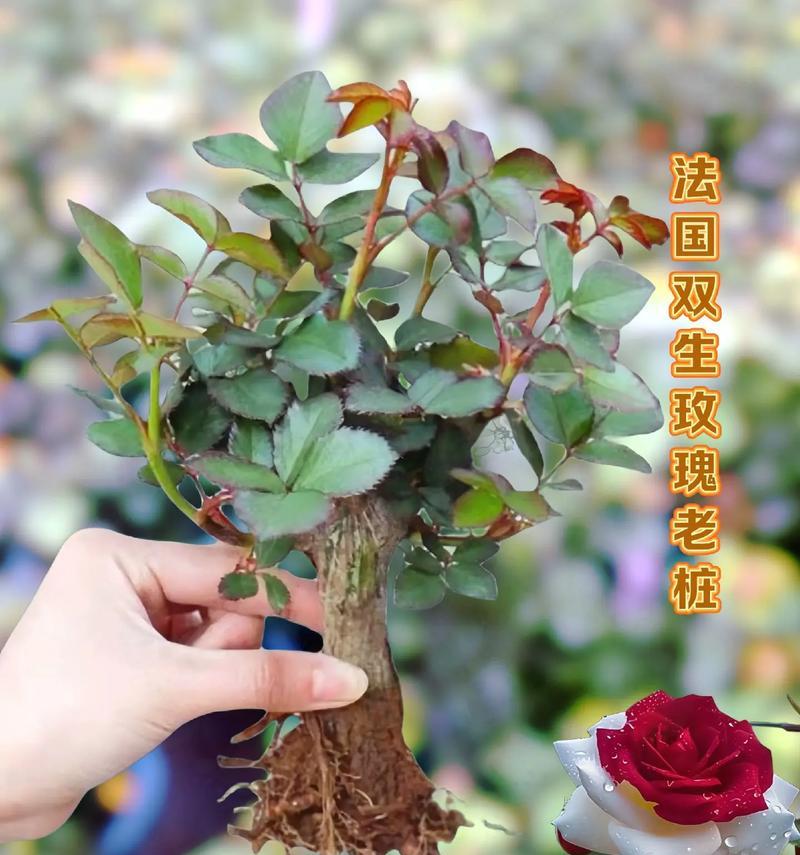 玫瑰花用什么水养最好？养分和水质如何选择？