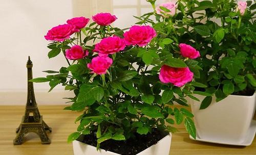 室内养玫瑰花安全吗？有毒吗？