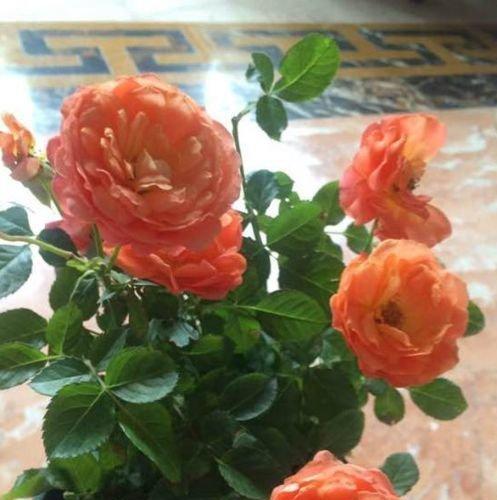 玫瑰花有毒吗？能在家里安全养殖吗？