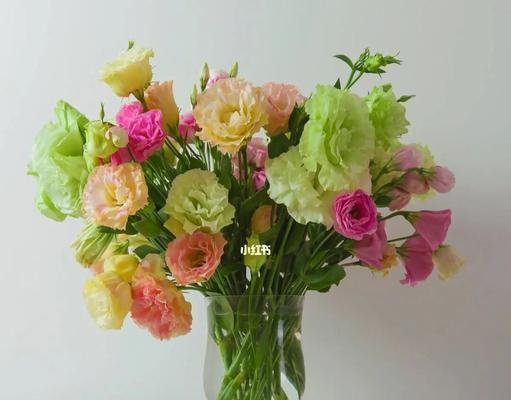 洋桔梗花语是什么意思？洋桔梗的寓意象征有哪些？