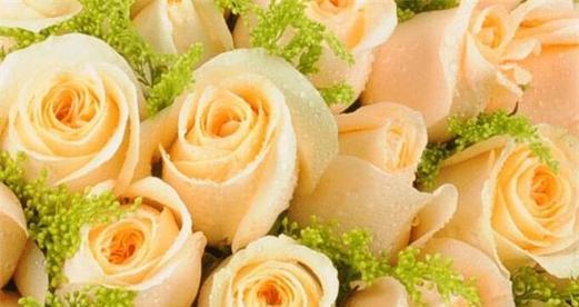 玫瑰花语代表什么意思？不同数量的玫瑰花有何不同含义？