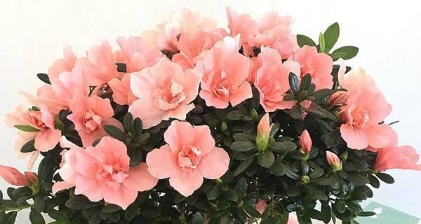 养杜鹃花有什么寓意？杜鹃花的象征意义是什么？