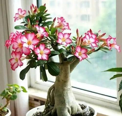 如何正确栽种玫瑰花？需要注意哪些事项？
