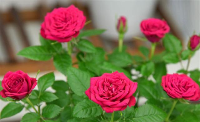 如何正确栽种玫瑰花？需要注意哪些事项？