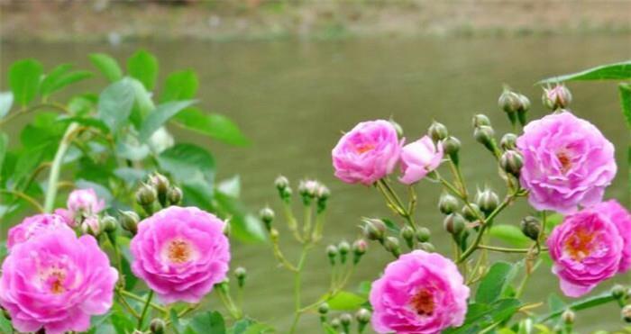野蔷薇花语是什么？它代表了哪些意义？