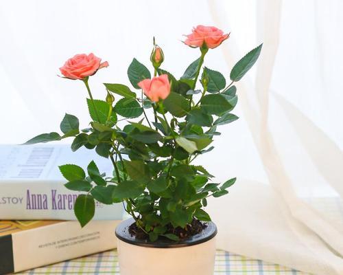 玫瑰花怎么保存时间长？有效延长花期的秘诀是什么？