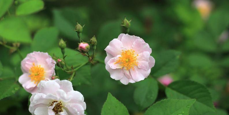 野蔷薇象征着什么？它的花语和文化意义是什么？