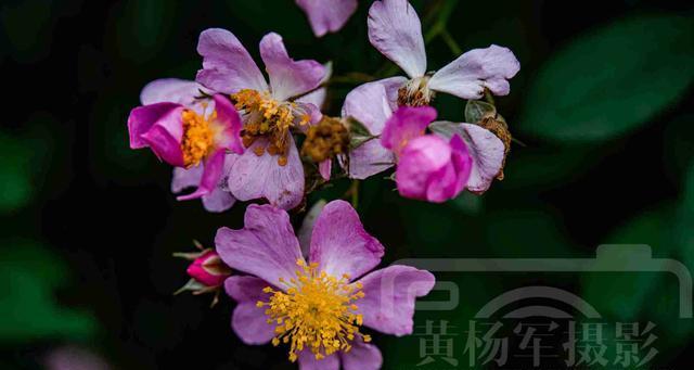 野蔷薇象征着什么？它的花语和文化意义是什么？