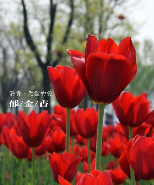 野生郁金香的花语是什么？如何表达贞操的含义？