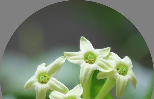 夜来香的花语是什么？了解夜来香的含义和象征意义？