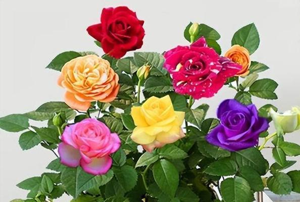玫瑰花怎么快速开花？有哪些有效的方法可以加速开花过程？
