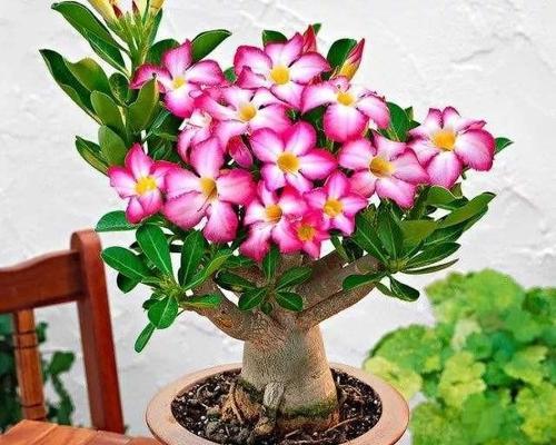 玫瑰花怎么养才长得好？掌握这些技巧轻松培育美丽花朵！