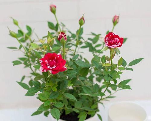 玫瑰花怎么养才开花？掌握这些技巧轻松绽放！