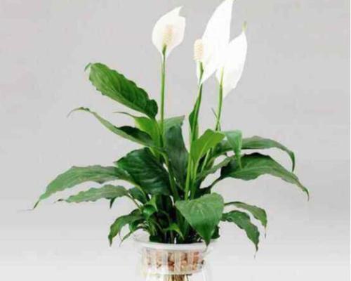 一帆风顺花代表什么意思？它的花语有哪些含义？