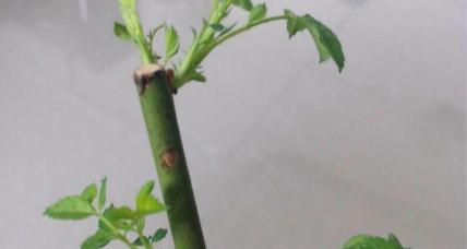玫瑰花枝怎么修剪方法？修剪步骤和注意事项是什么？