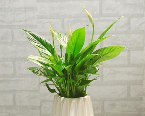 一帆风顺花的寓意是什么？如何正确养护这种吉祥植物？