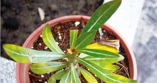 玫瑰花种子可以直接种植吗？需要注意哪些事项？