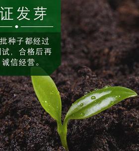 玫瑰花种子可以直接种植吗？需要注意哪些事项？