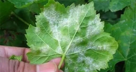 玫瑰花种子可以直接种植吗？需要注意哪些事项？