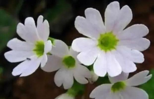 樱花草的花语是什么？如何用樱花草表达情感？