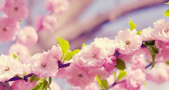 樱花的花语和象征意义是什么？如何理解樱花的文化内涵？