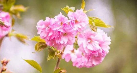 樱花花语是什么？如何解读樱花的浪漫含义？