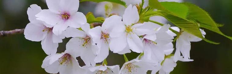 樱花花语是什么？如何解读樱花的浪漫含义？