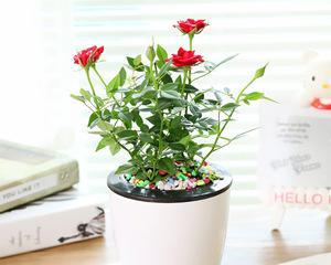 玫瑰盆栽适合深盆还是浅盆？如何选择合适的盆栽深度？