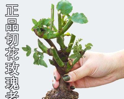 玫瑰盆栽修剪方法有哪些？如何正确修剪玫瑰盆栽？