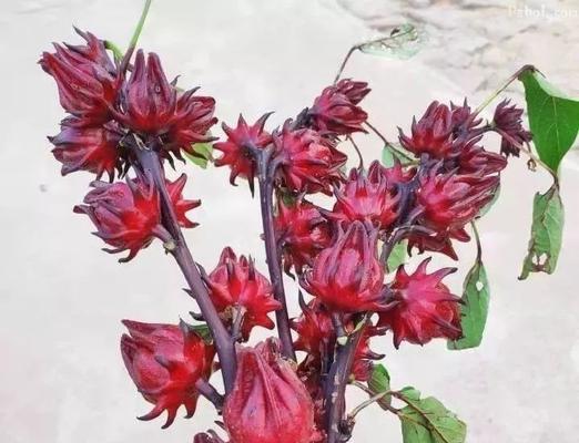 玫瑰茄是多年生还是年生植物？如何正确种植和养护？