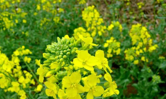 油菜花花语是什么？油菜花的含义和象征有哪些？