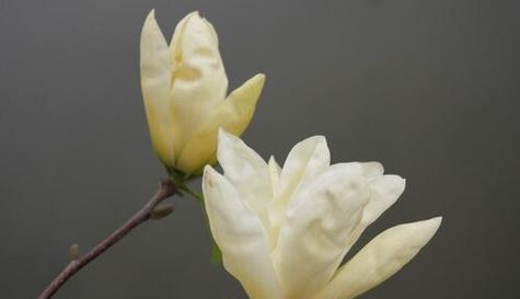 玉兰的寓意和象征是什么？了解玉兰花语背后的文化含义？