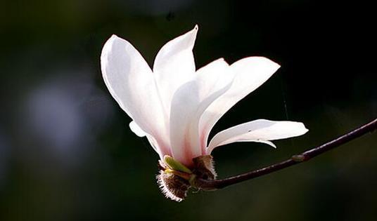 玉兰花的寓意和象征是什么？如何正确欣赏玉兰花的美？
