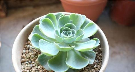 玫瑰属于单子叶植物吗？常见的单子叶植物有哪些？