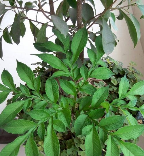玫瑰属于单子叶植物吗？常见的单子叶植物有哪些？