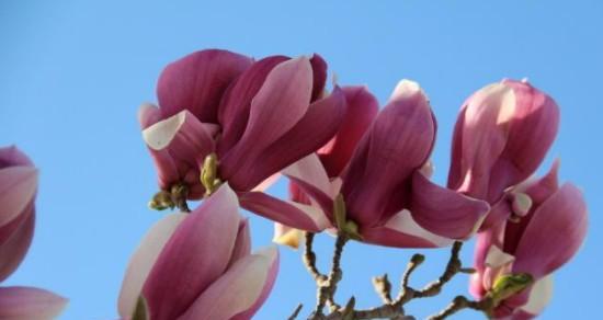 玉兰花象征着什么？玉兰花的花语和文化意义是什么？