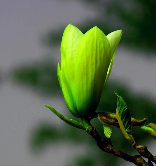 玉兰花象征着什么？玉兰花的花语和文化意义是什么？