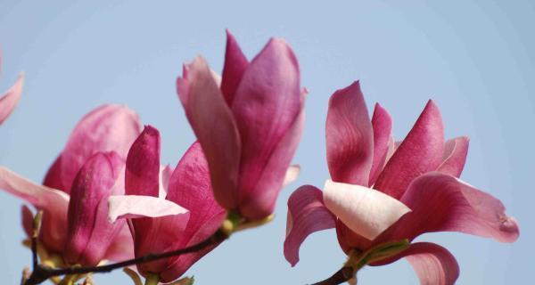 玉兰花语象征着什么？如何理解玉兰花的深层含义？