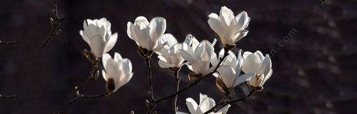 玉兰花语象征着什么？如何理解玉兰花的深层含义？