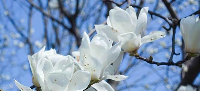 玉兰花语象征着什么？如何理解玉兰花的深层含义？