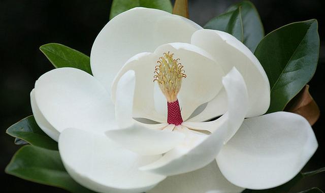 玉兰花语和寓意是什么？如何用玉兰花表达情感？
