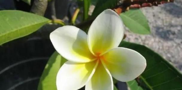 玫瑰属于裸子植物吗？揭秘玫瑰的真实分类！！