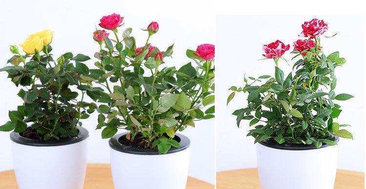 玫瑰属于木本植物吗？如何区分木本植物和草本植物？