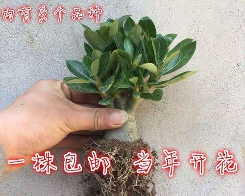 玫瑰通常在哪个季节盛开？不同品种的开花时间有何不同？