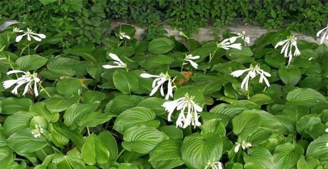 玉簪花的花语是什么？了解其独特含义和象征意义？