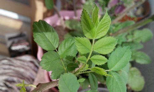 玫瑰是植物吗？它属于哪个植物类别？