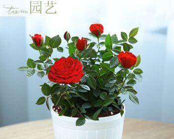 玫瑰种植时选择深盆还是浅盆好？哪种更适合玫瑰生长？